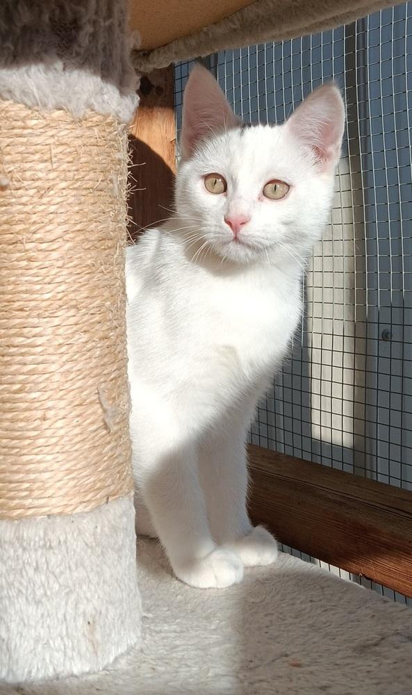 Enlarge Skibidi, a Adoptable mixed breed in Challis, ID image 6/6