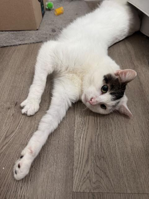 Butter Dish, Adoptable, Adult Male Domestic Short Hair.