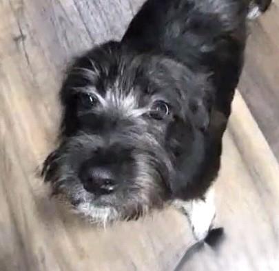 Enlarge CHLOE, a ADOPTABLE mixed breed in fort worth, TX image 2/6