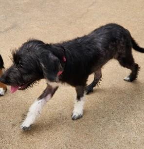 Enlarge CHLOE, a ADOPTABLE mixed breed in fort worth, TX image 6/6