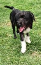 Enlarge CHLOE, a ADOPTABLE mixed breed in fort worth, TX image 4/6