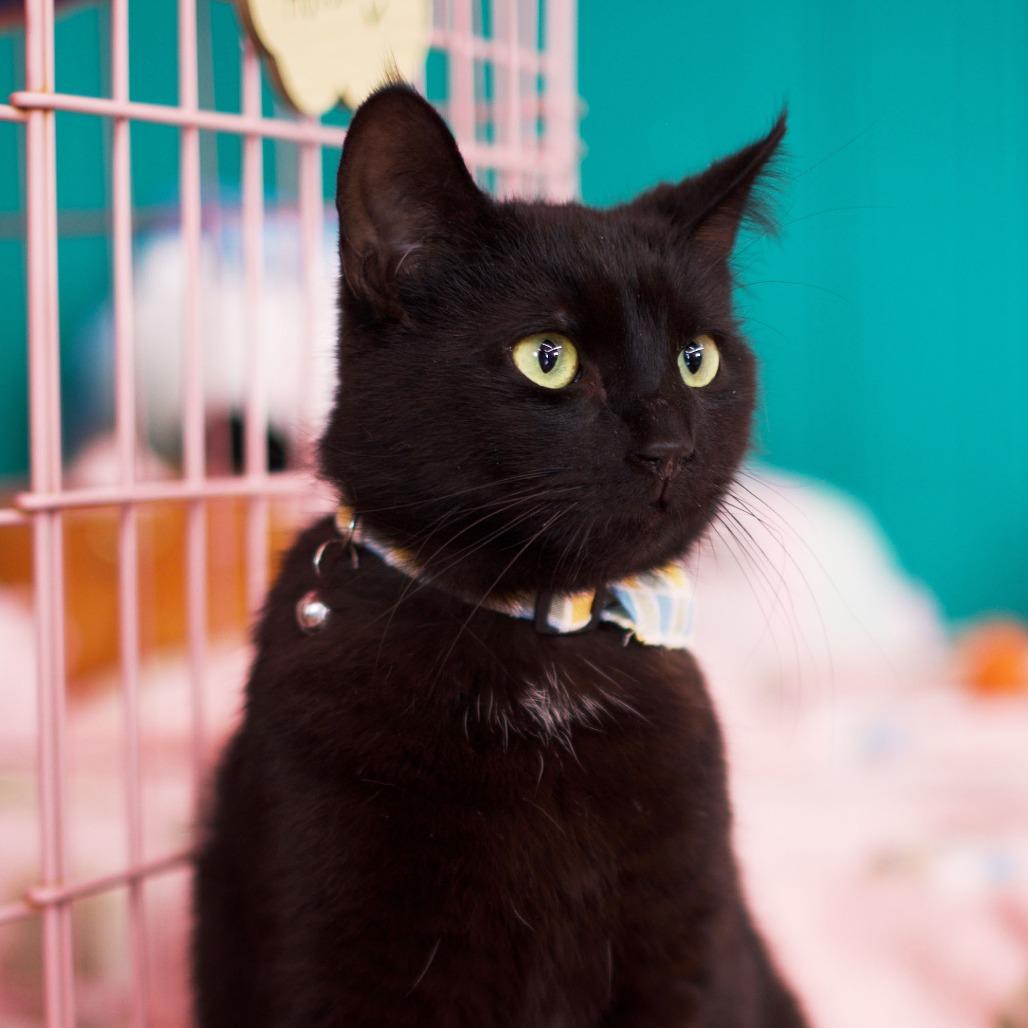 Enlarge 8-Ball, a Adoptable Domestic Short Hair in Morgan Hill, CA image 1/1
