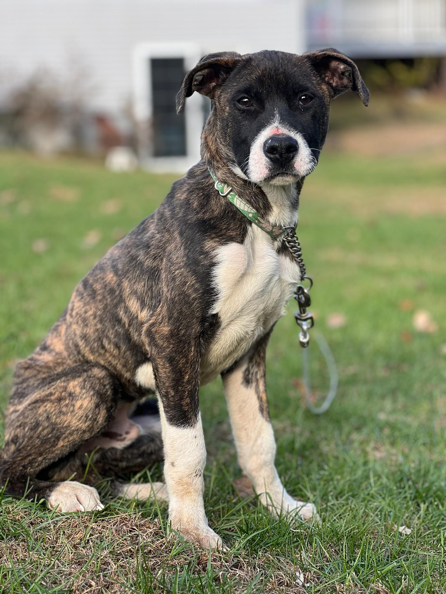 Jargon, a Adoptable mixed breed in Griswold, CT image 3/6