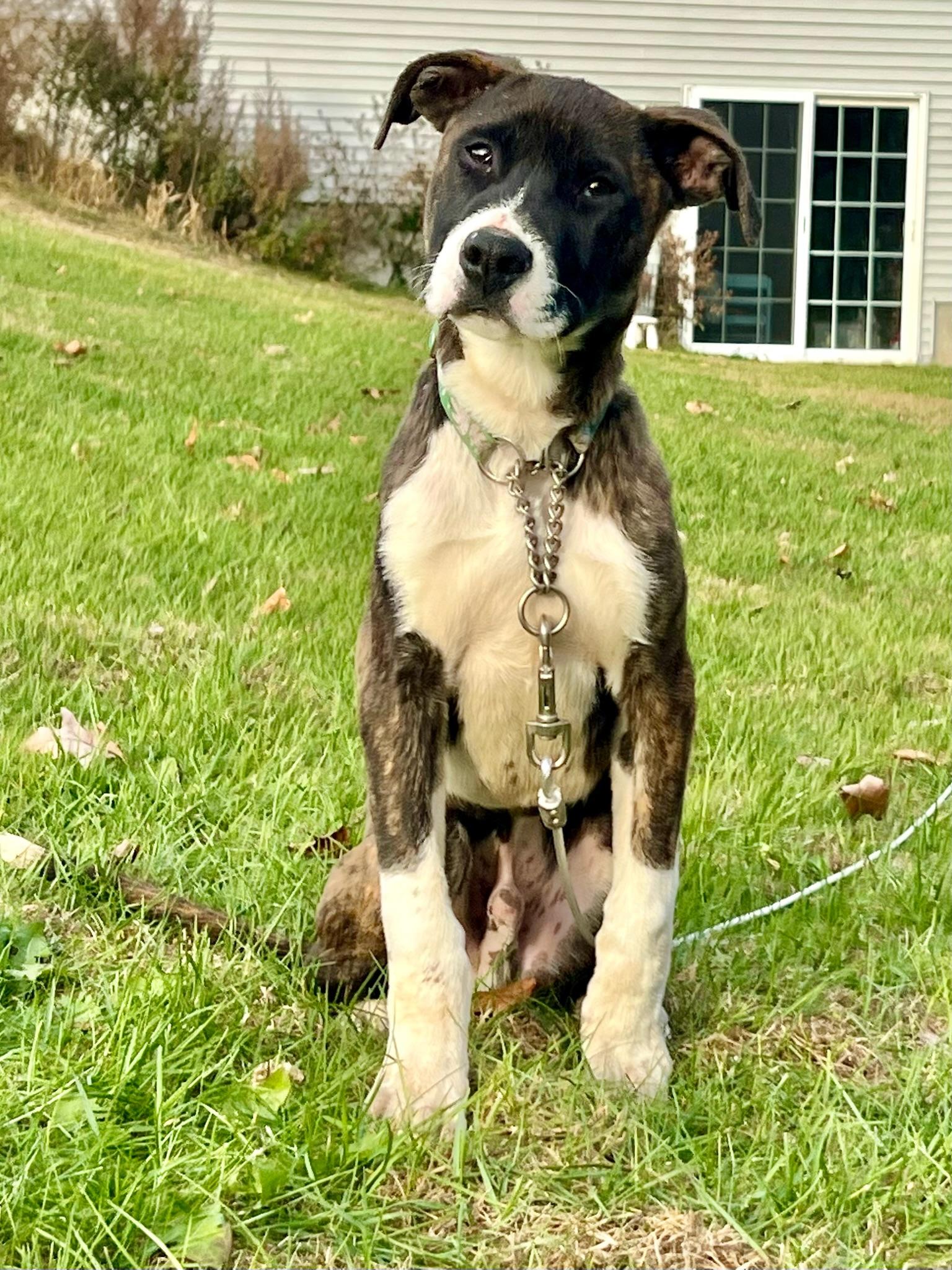 Jargon, a Adoptable mixed breed in Griswold, CT image 4/6