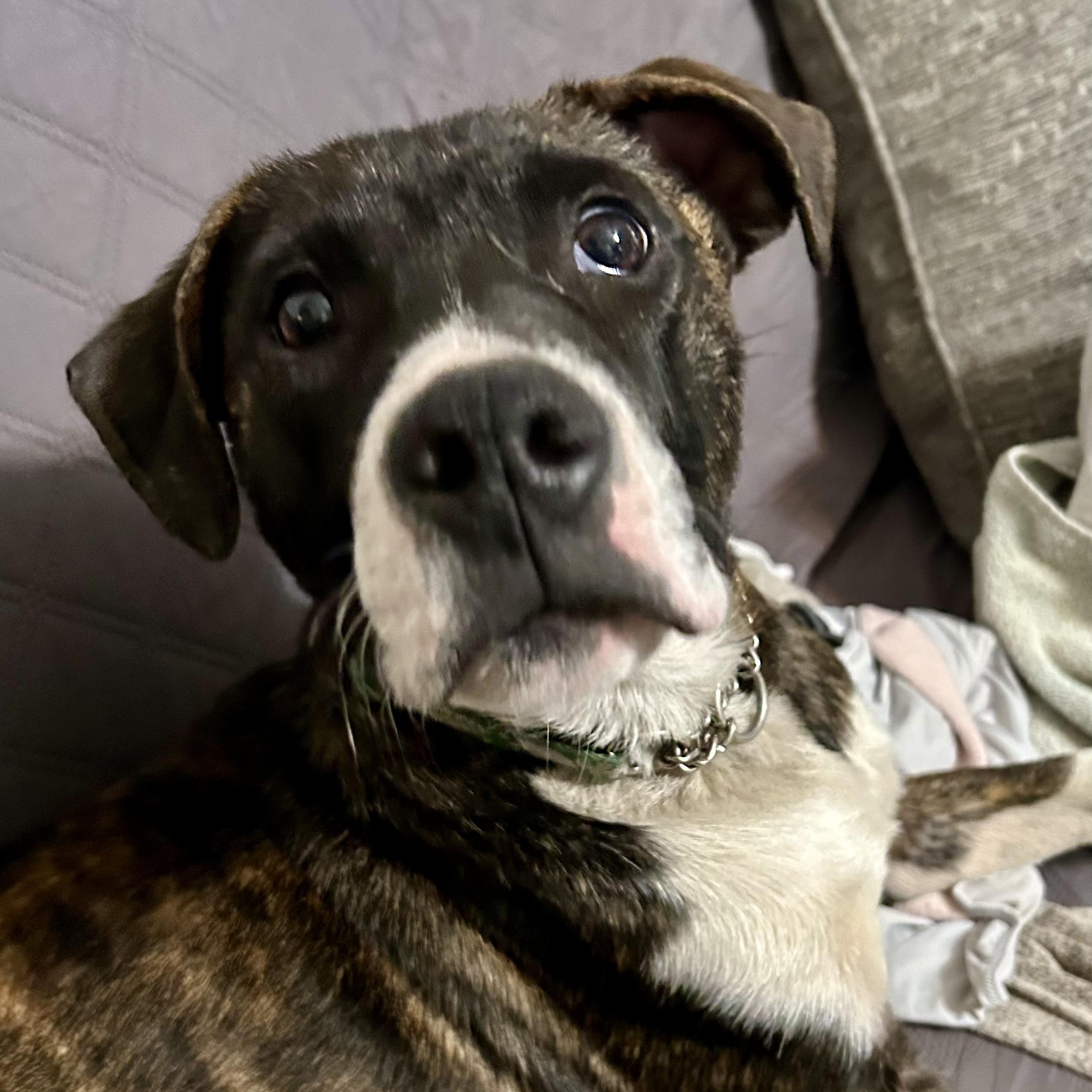 Enlarge Jargon, a Adoptable mixed breed in Griswold, CT image 2/6