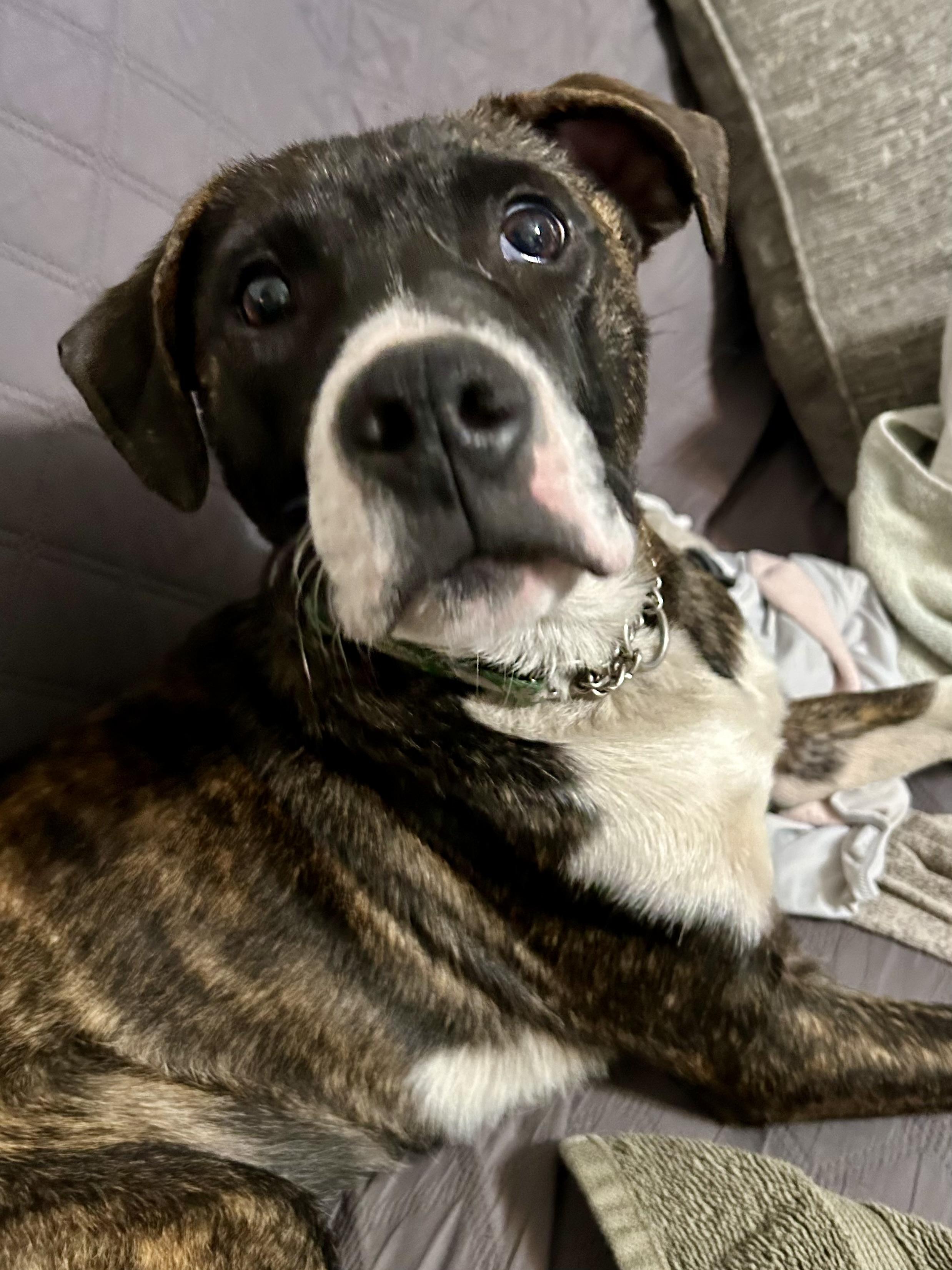 Jargon, a Adoptable mixed breed in Griswold, CT image 2/6