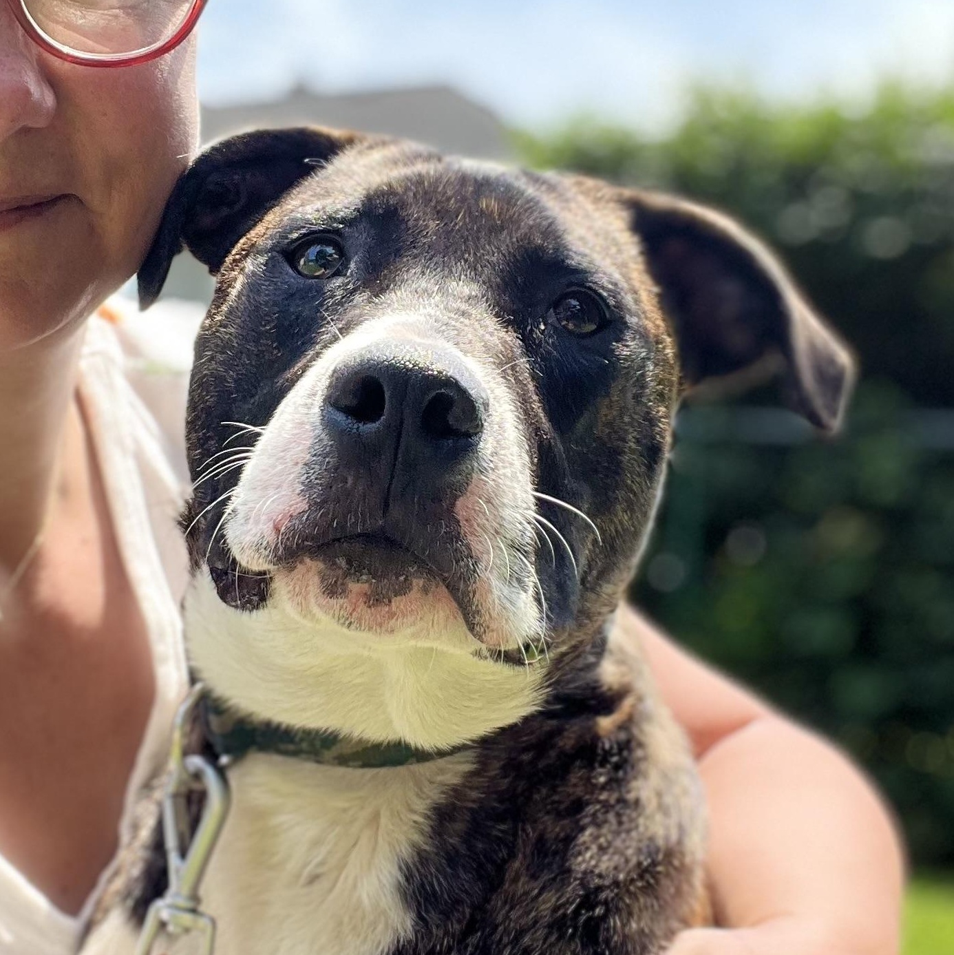 Jargon, a Adoptable mixed breed in Griswold, CT image 6/6