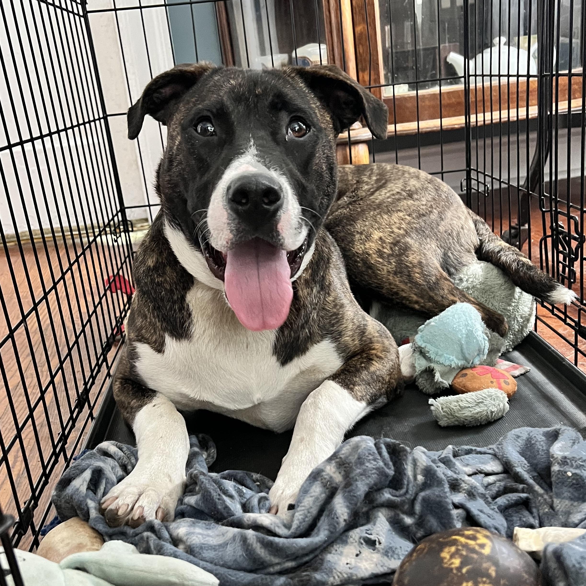 Jargon, a Adoptable mixed breed in Griswold, CT image 5/6