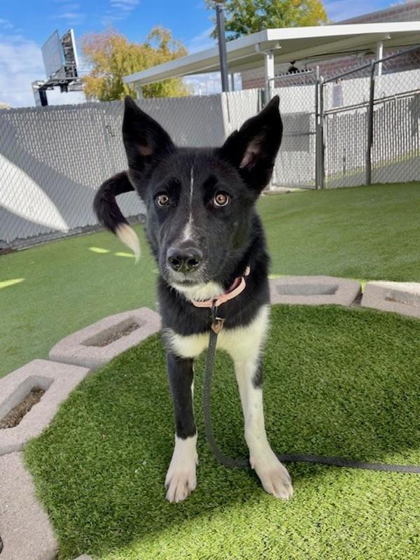 Enlarge Reverie, a Adoptable mixed breed in Salt Lake City, UT image 1/6