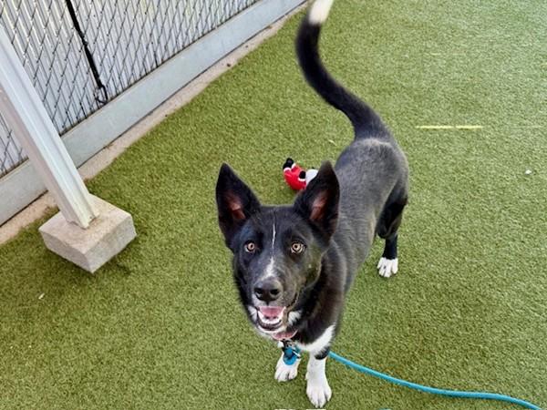 Reverie, Adoptable, Young Female Siberian Husky & Unknown Mixed Breed.