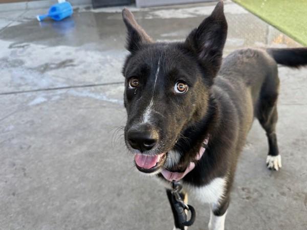 Reverie, a Adoptable mixed breed in Salt Lake City, UT image 2/6
