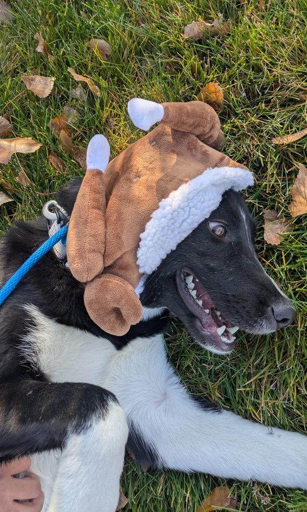 Enlarge Reverie, a Adoptable mixed breed in Salt Lake City, UT image 3/6