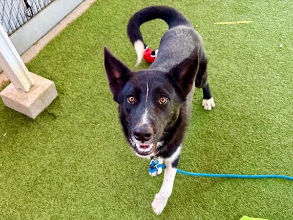 Reverie, a Adoptable mixed breed in Salt Lake City, UT image 3/6