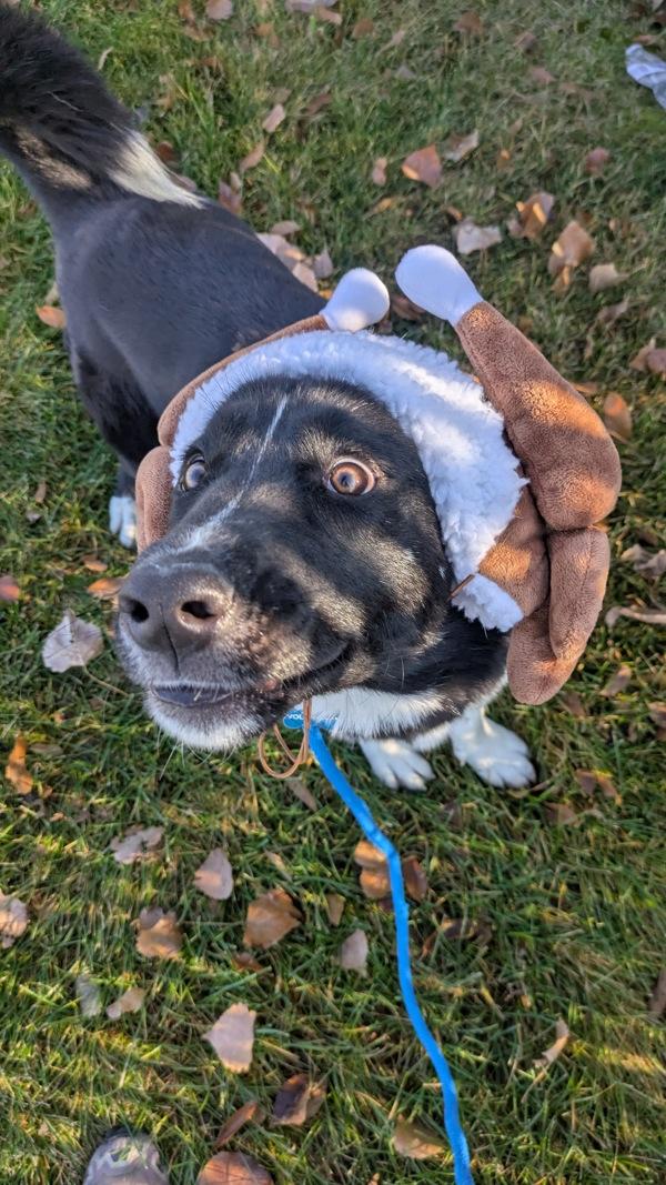 Reverie, a Adoptable mixed breed in Salt Lake City, UT image 5/6