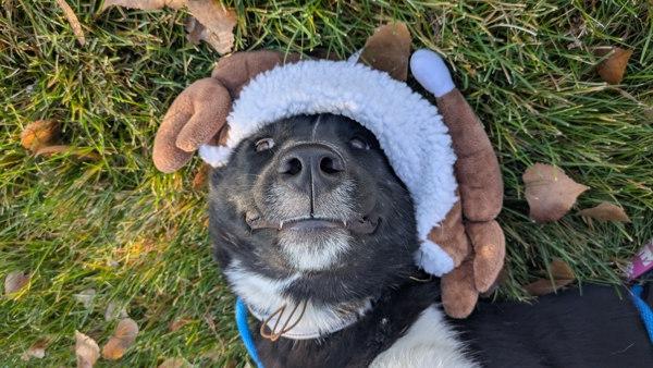 Reverie, a Adoptable mixed breed in Salt Lake City, UT image 6/6