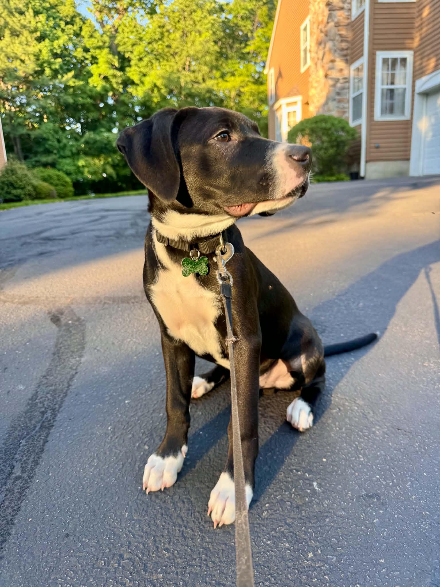Enlarge Jack Black, a ADOPTABLE mixed breed in Succasunna, NJ image 2/3