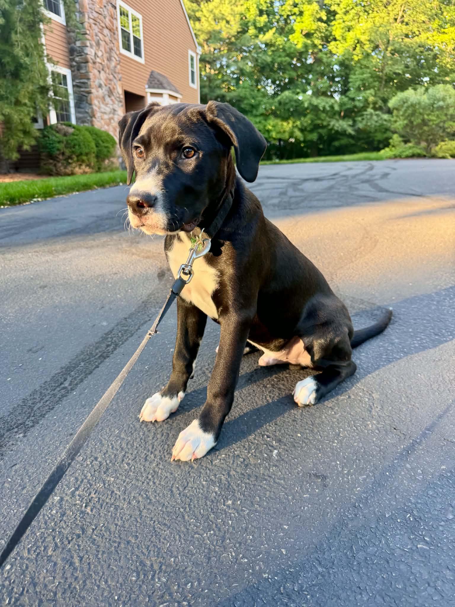 Jack Black, ADOPTABLE, Puppy Male Black Labrador Retriever.