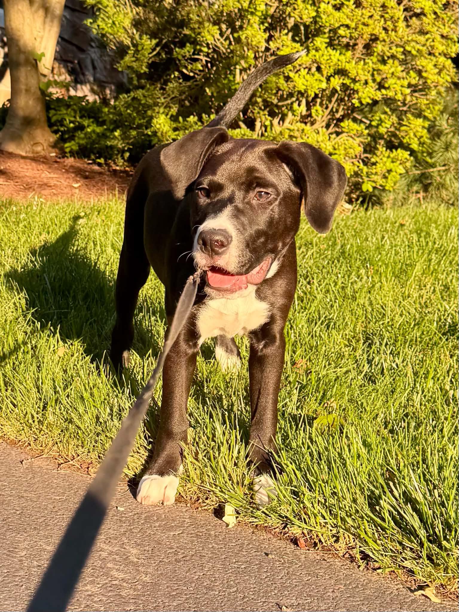 Enlarge Jack Black, a ADOPTABLE mixed breed in Succasunna, NJ image 3/3