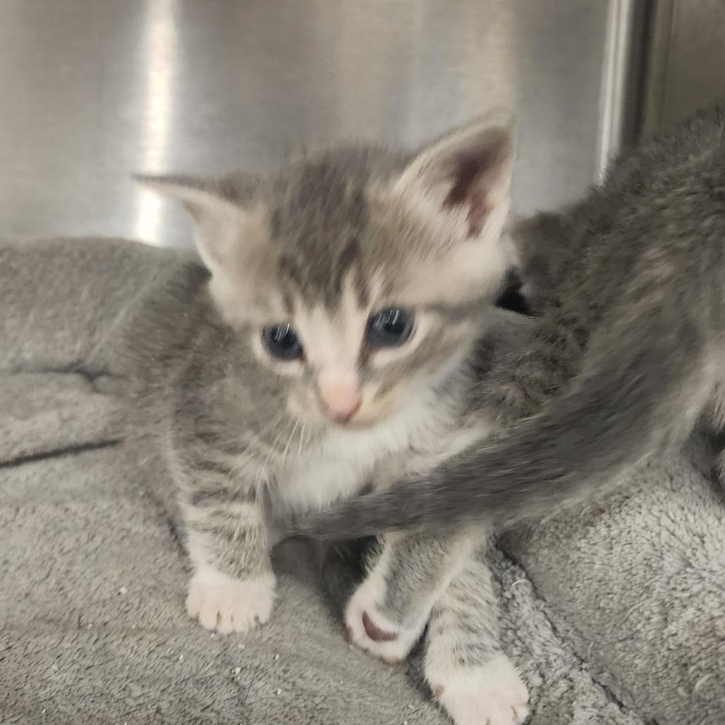 Milo, Adoptable, Kitten Male Domestic Short Hair.
