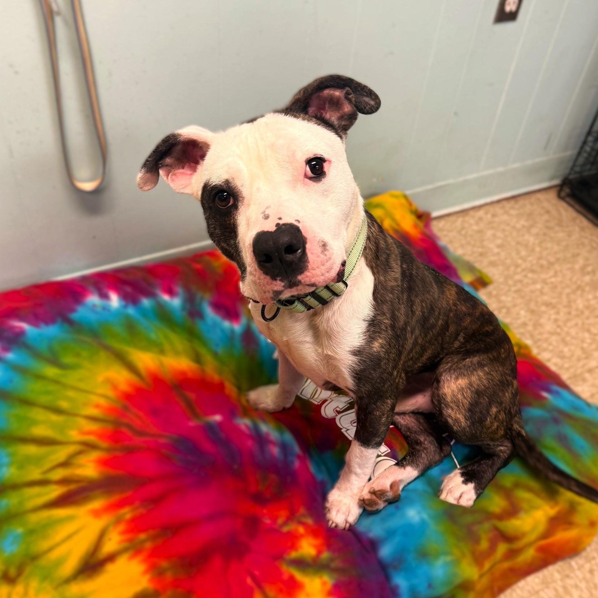 Enlarge Milo, a ADOPTABLE Mixed Breed in Brookhaven, NY image 1/3