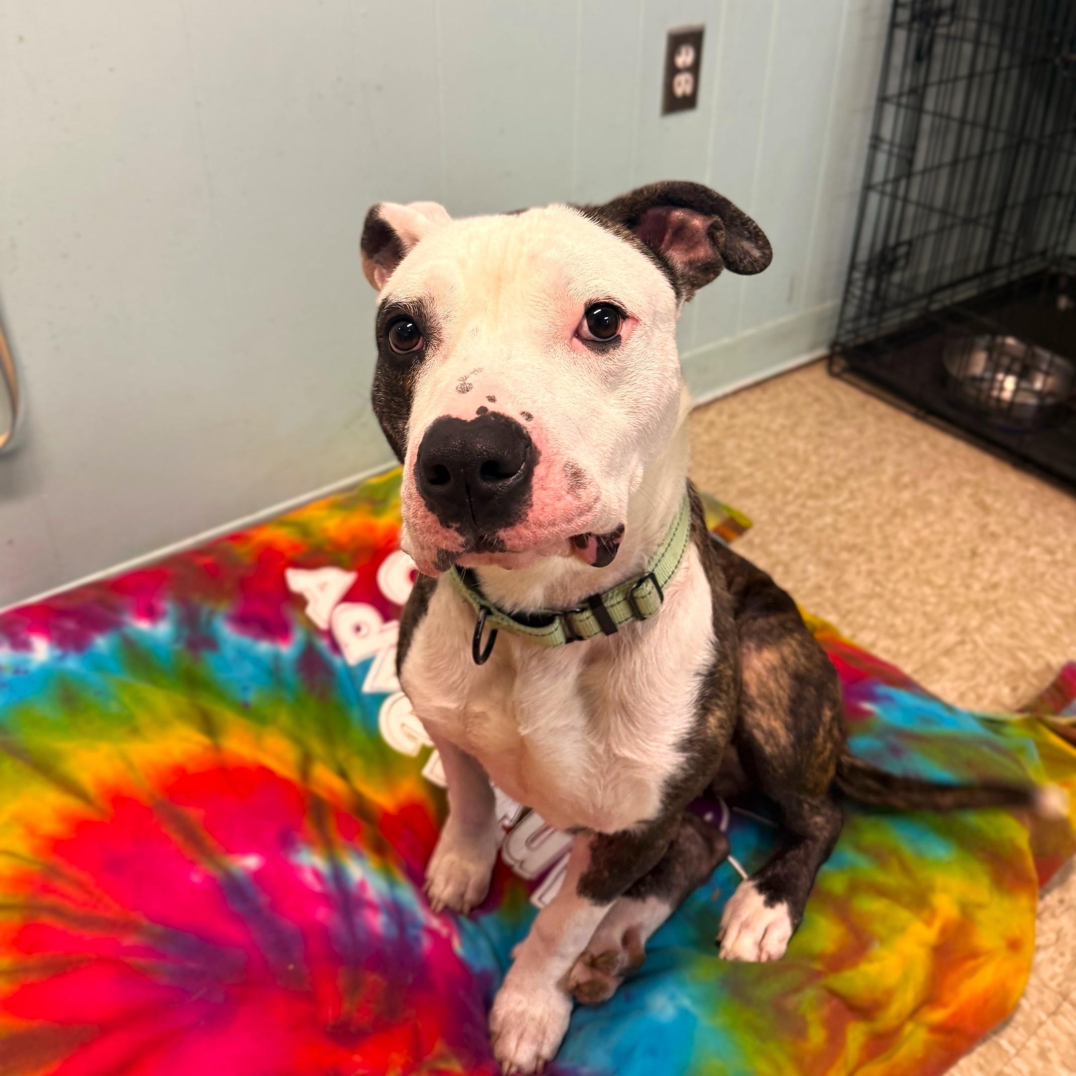 Enlarge Milo, a ADOPTABLE Mixed Breed in Brookhaven, NY image 3/3