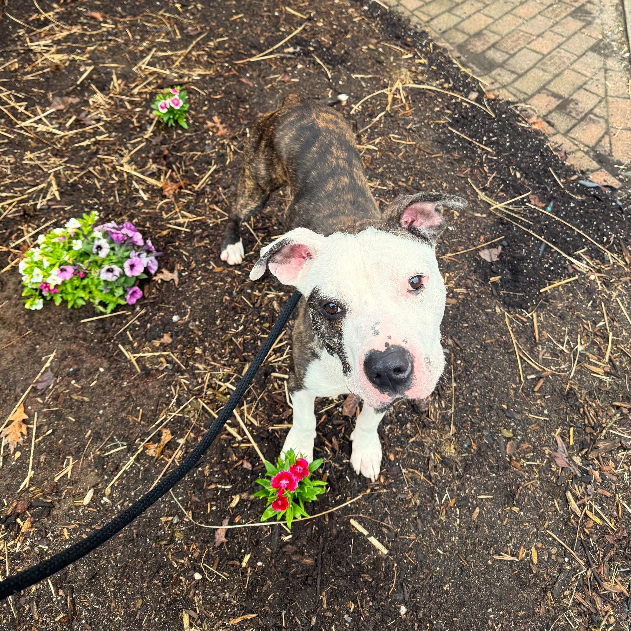 Enlarge Milo, a ADOPTABLE Mixed Breed in Brookhaven, NY image 2/3