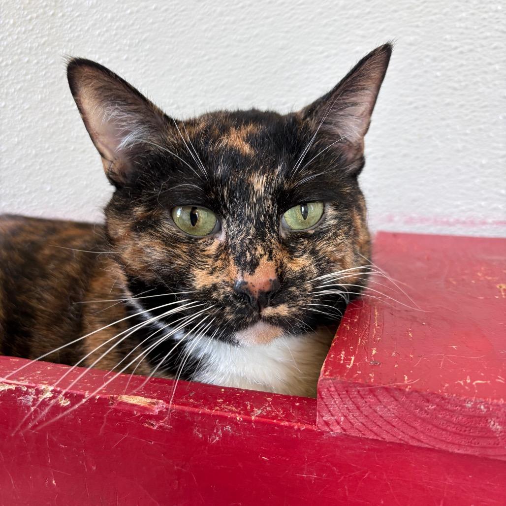 Brianna(Bonded with Finnigan), Adoptable, Senior Female Domestic Short Hair & Mixed Breed.