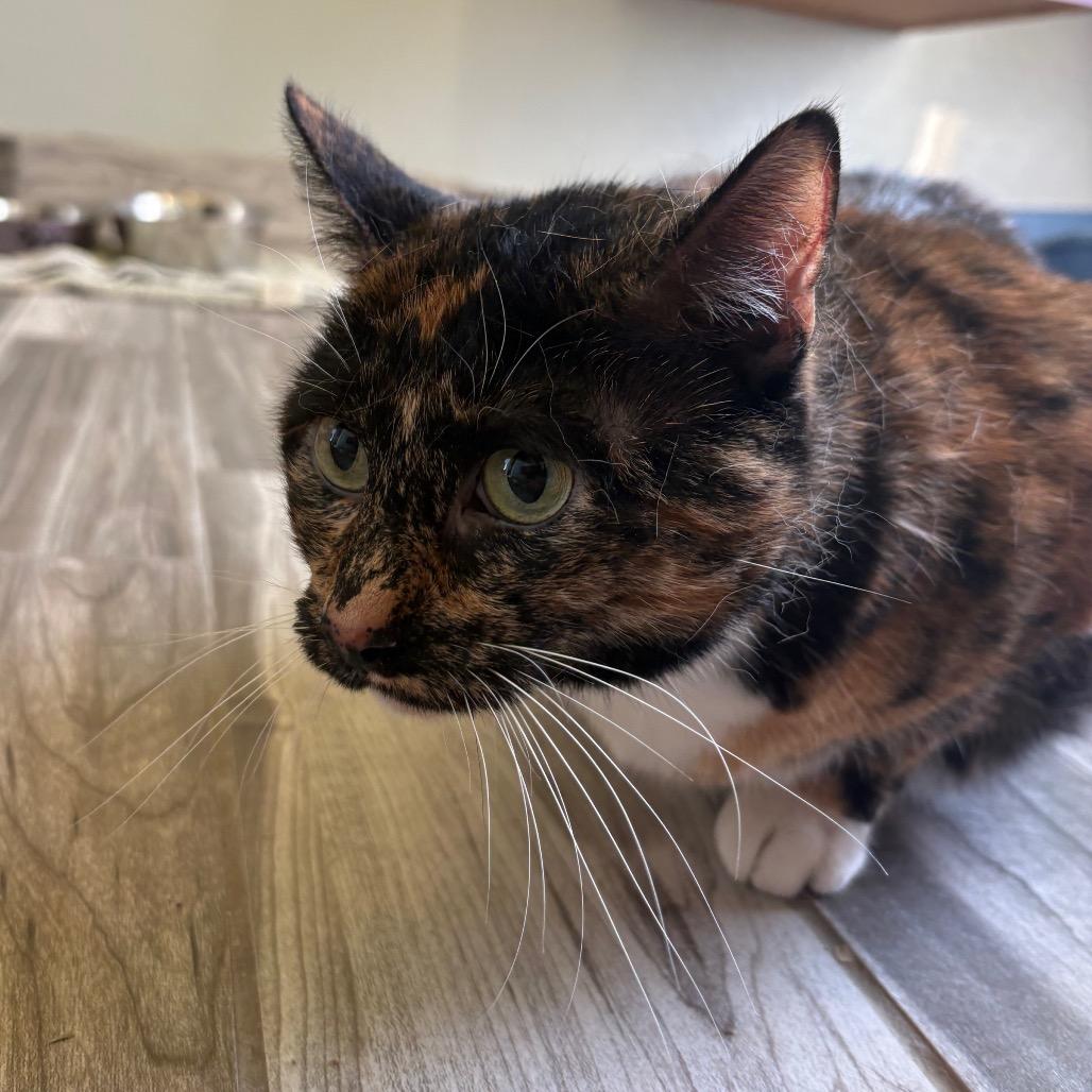 Enlarge Brianna(Bonded with Finnigan), a Adoptable mixed breed in West Des Moines, IA image 2/3