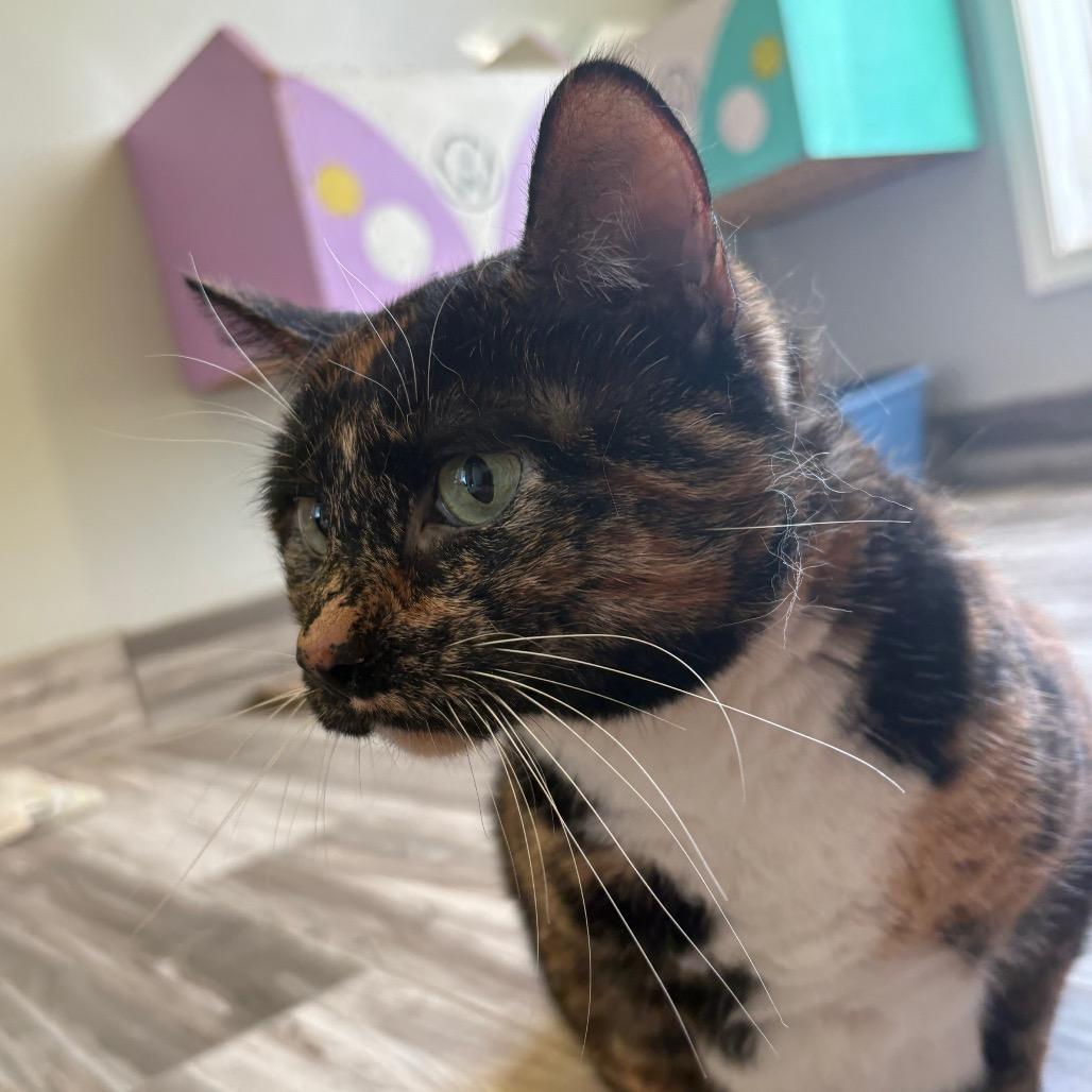 Enlarge Brianna(Bonded with Finnigan), a Adoptable mixed breed in West Des Moines, IA image 3/3