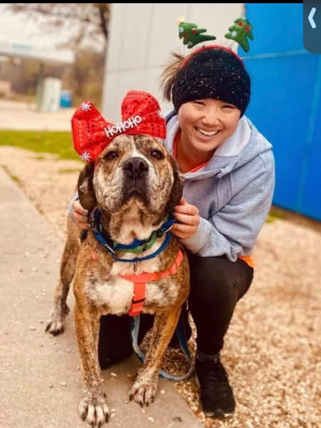 Kyoto, Adoptable, Adult Female Mixed Breed.