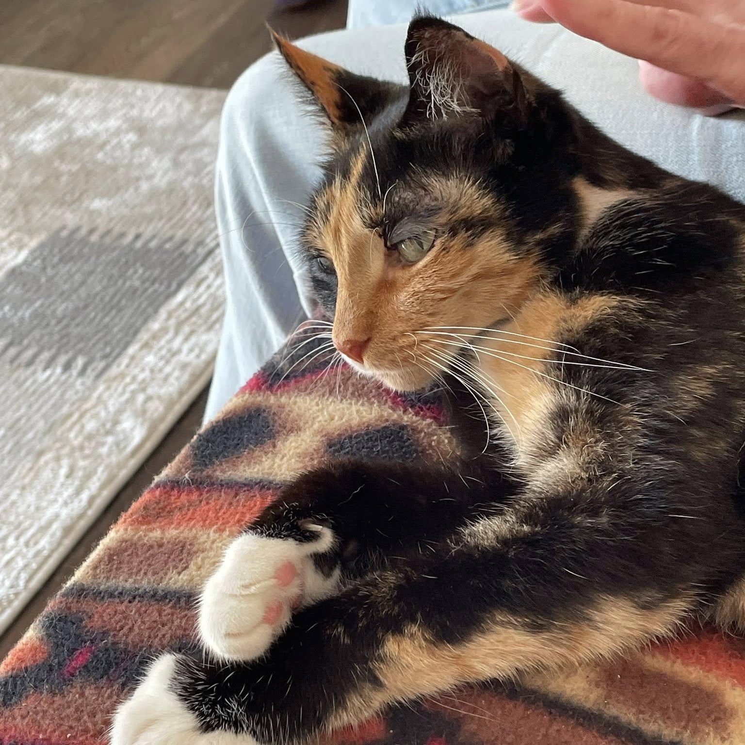 Lucky, a Adopted mixed breed in Bath, ME image 3/6