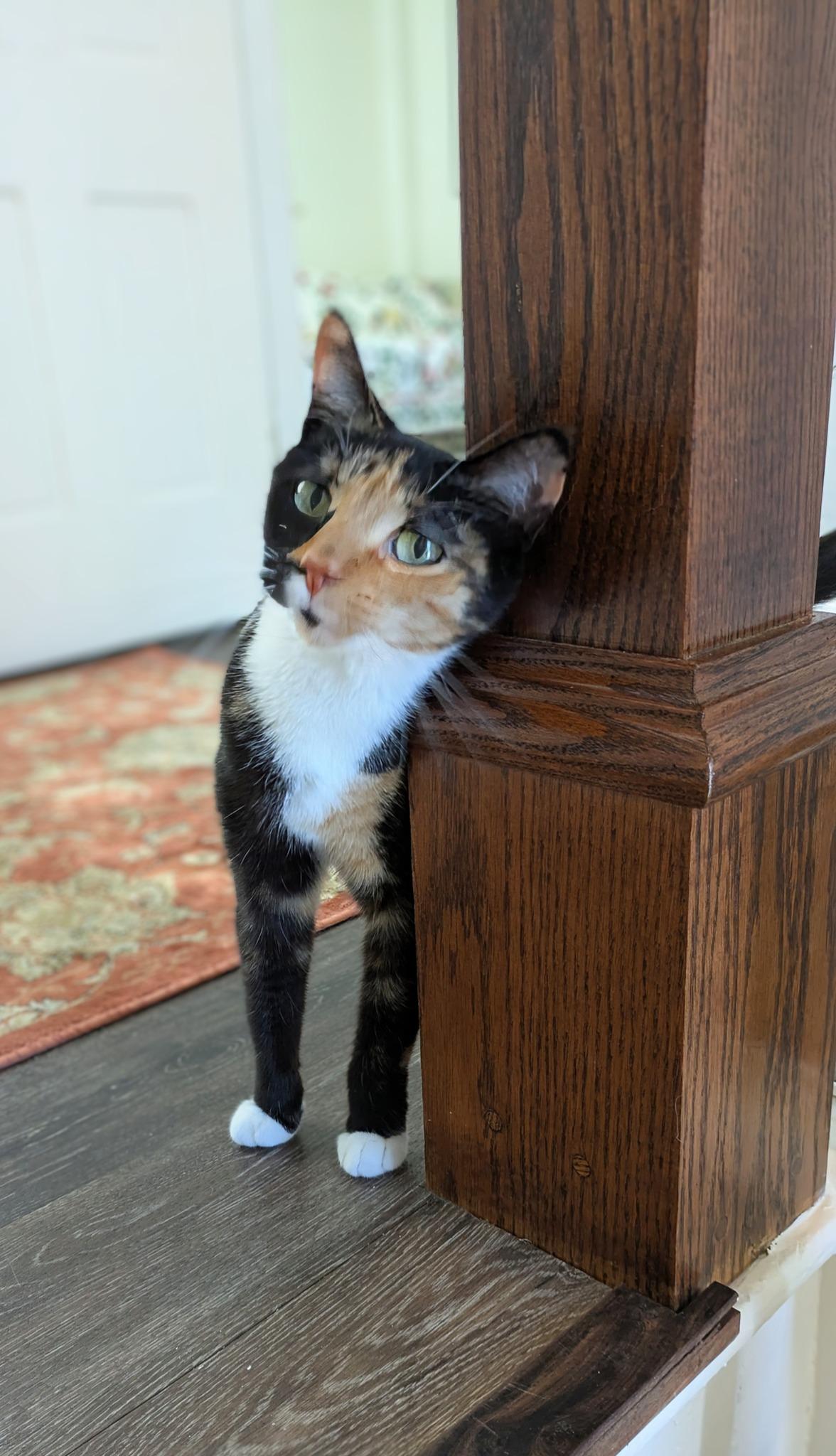 Lucky, a Adopted mixed breed in Bath, ME image 1/6