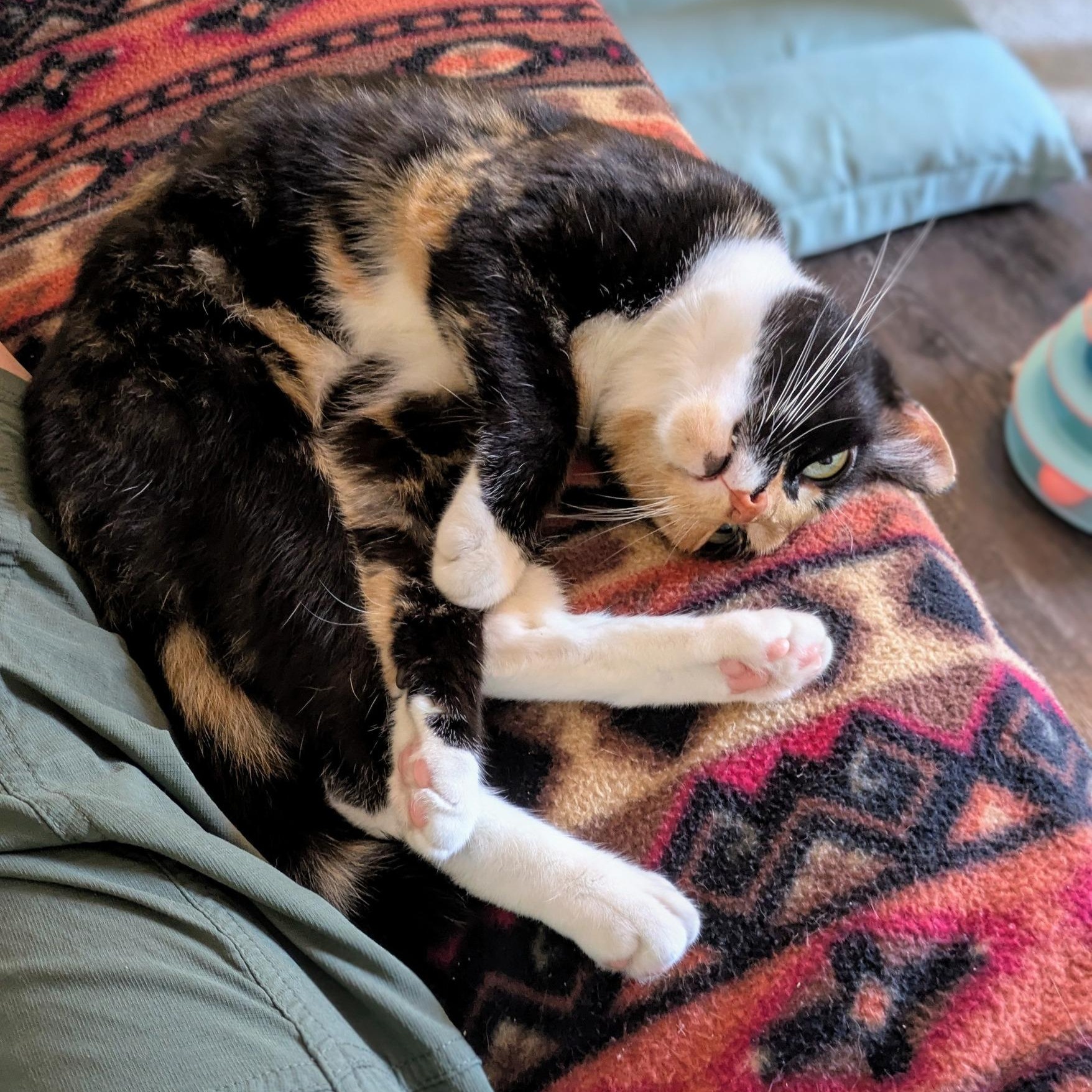 Lucky, a Adopted mixed breed in Bath, ME image 4/6