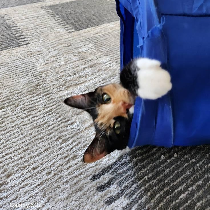 Lucky, a Adopted mixed breed in Bath, ME image 5/6