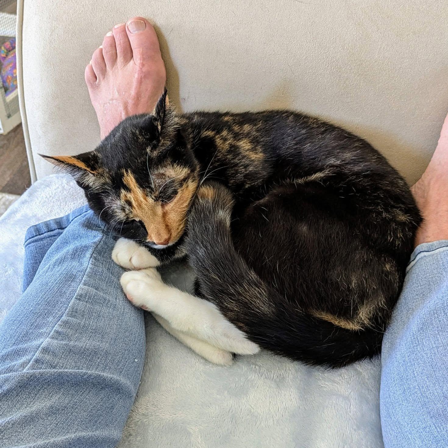 Lucky, a Adopted mixed breed in Bath, ME image 6/6