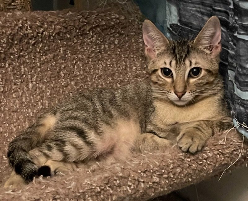 Riley, a Adoptable Tabby in Lauderhill, FL image 1/4