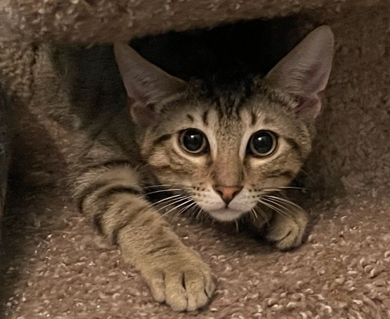 Riley, a Adoptable Tabby in Lauderhill, FL image 2/4