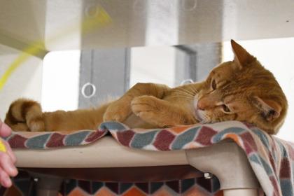 Echo, Adoptable, Adult Male Domestic Short Hair & Domestic Short Hair.