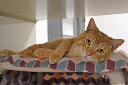 Echo, a Adoptable mixed breed in Scotia, NY image 2/3