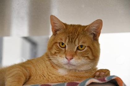 Echo, a Adoptable mixed breed in Scotia, NY image 3/3