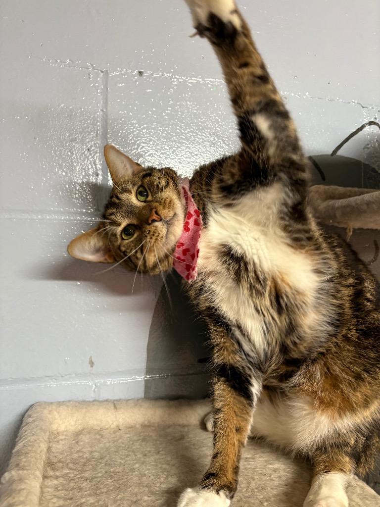 Howie, Adopted, Adult Male Domestic Short Hair.