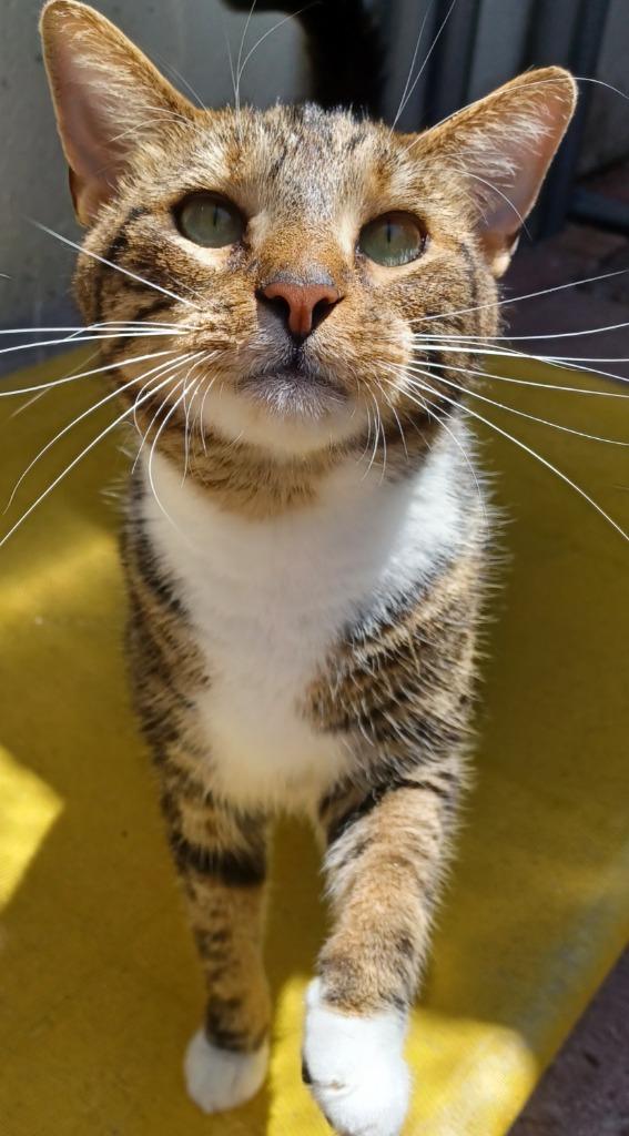 Enlarge Howie, a Adopted mixed breed in Fort Lauderdale, FL image 2/5