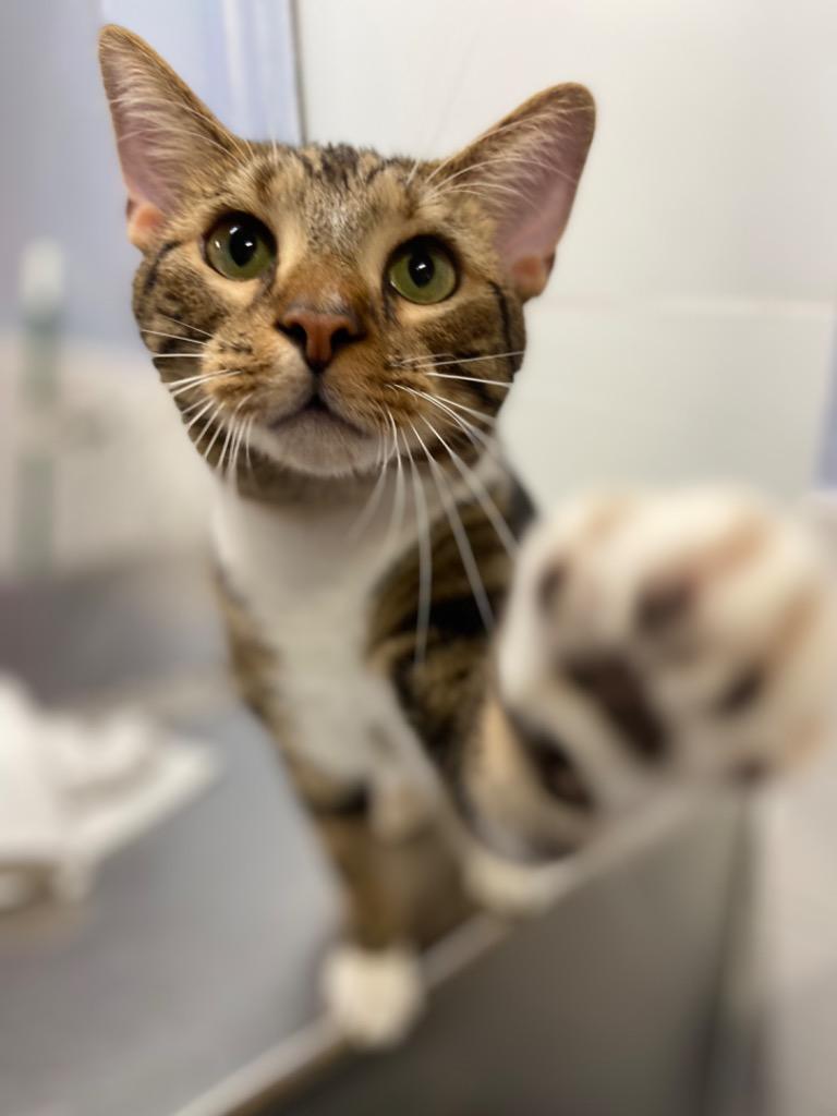 Enlarge Howie, a Adopted mixed breed in Fort Lauderdale, FL image 3/5