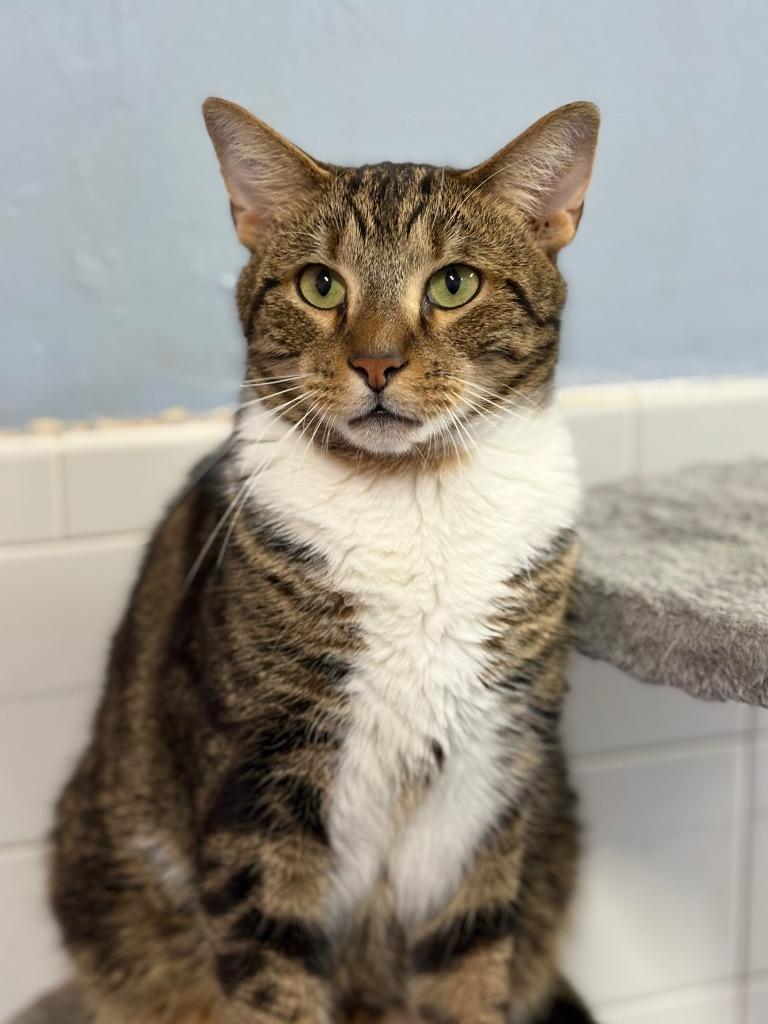 Enlarge Howie, a Adopted mixed breed in Fort Lauderdale, FL image 4/5