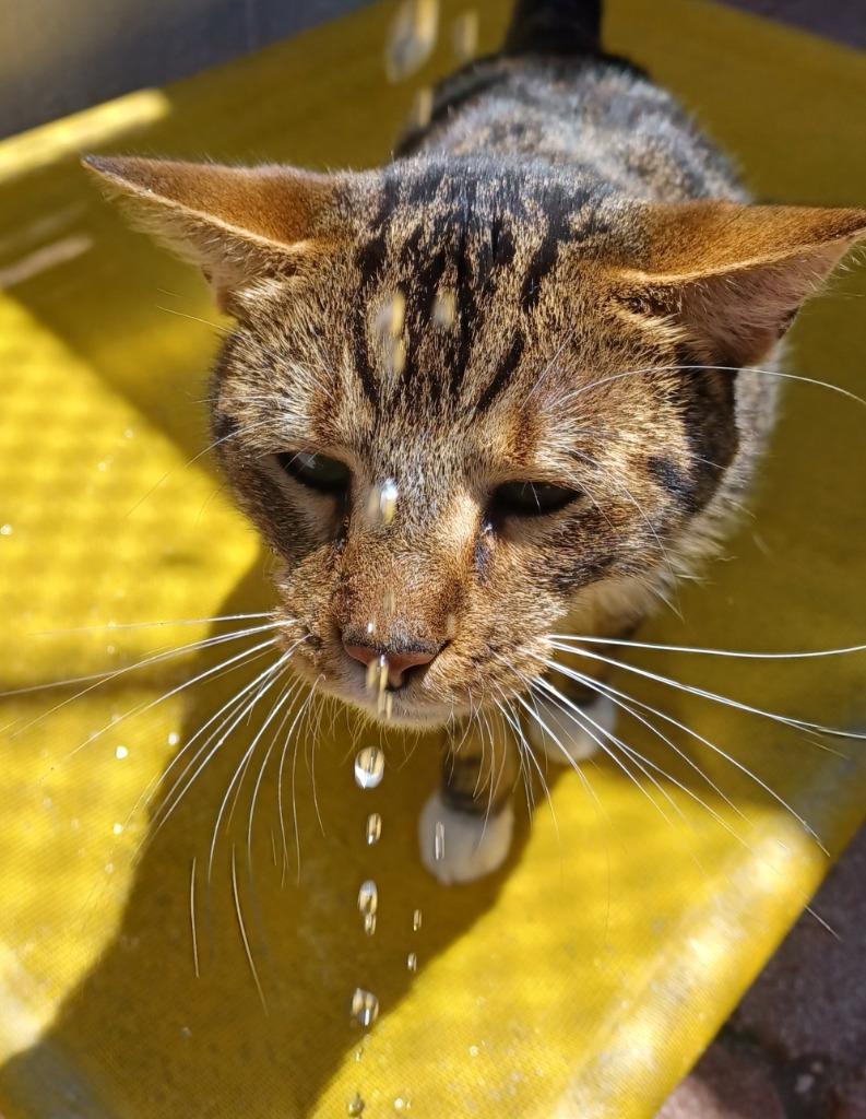 Enlarge Howie, a Adopted mixed breed in Fort Lauderdale, FL image 5/5
