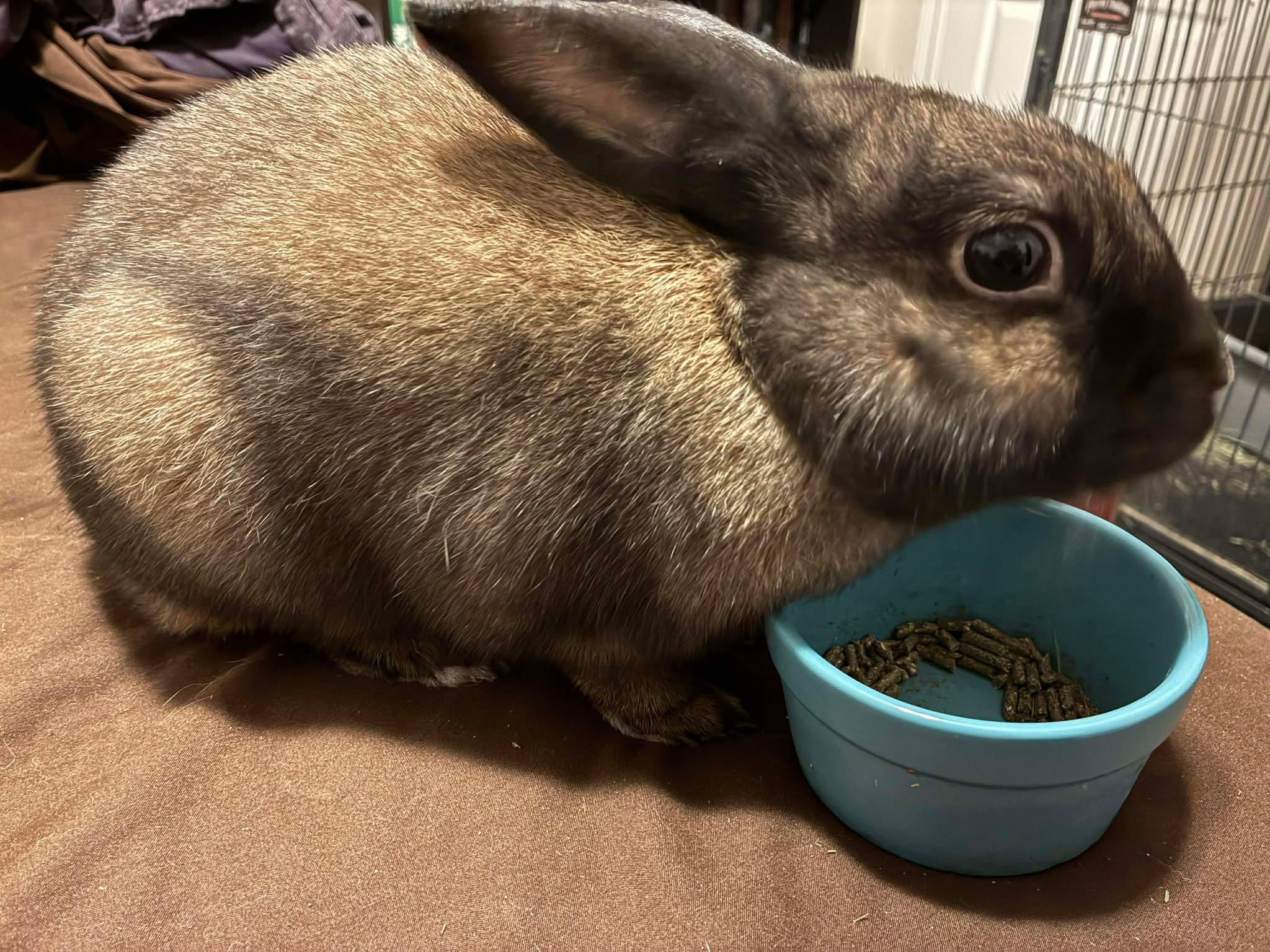 Brulee, ADOPTABLE, Adult Male Bunny Rabbit.