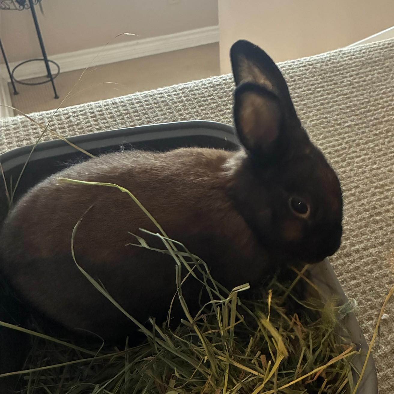 Enlarge Brulee, a ADOPTABLE Bunny Rabbit in Cambridge, ON image 2/2
