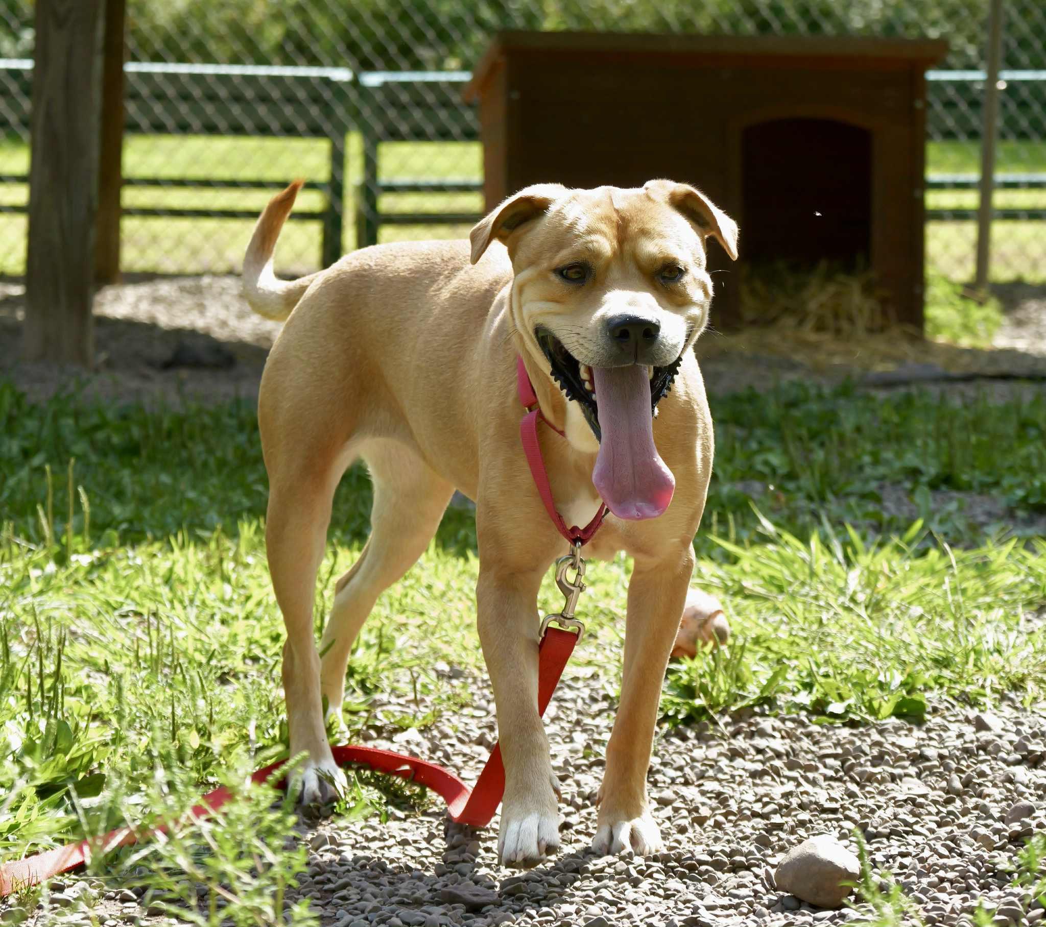 Camilla, Adoptable, Adult Female American Bulldog & Pit Bull Terrier.