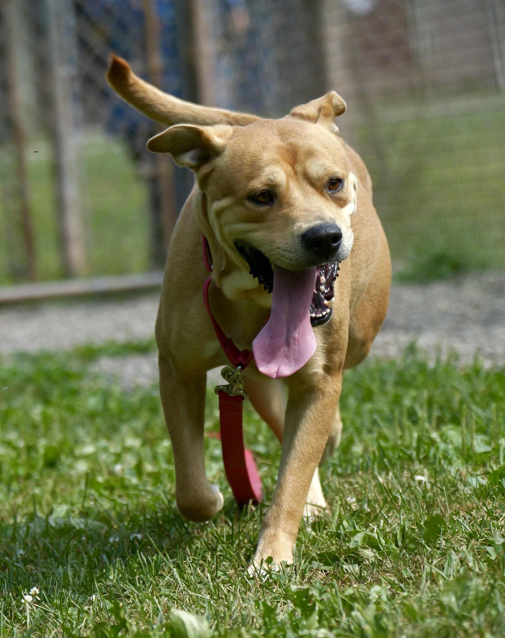 Enlarge Camilla, a Adoptable mixed breed in Delhi, NY image 2/2