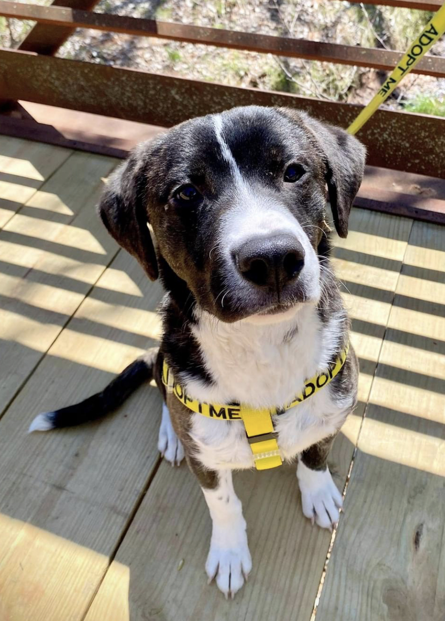 SAMMY 425416 CuteBrindlePUP! 4